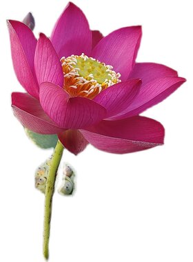 汝州老农花卉碗莲成品苗