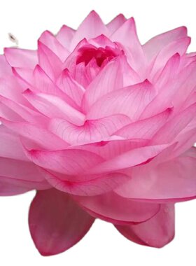 汝州老农花卉真碗莲包活包对版