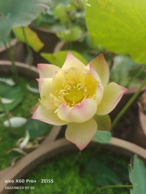 水生碗莲阳台庭院夏秋季迷你盆栽