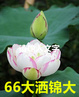 大洒锦大型汝州老农花卉庭院水生真碗莲庭院荷花迷你阳台种藕成品