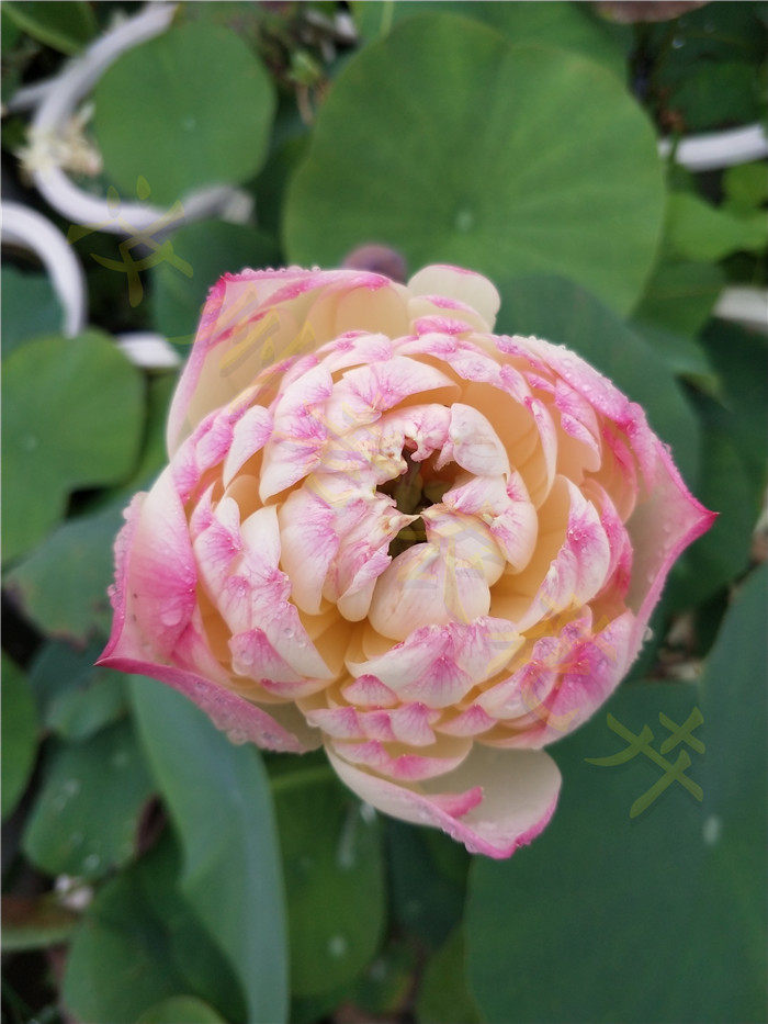 红唇中型汝州老农花卉真碗莲荷花迷你水生庭院阳台种藕鞭成品小苗