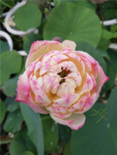 红唇中型汝州老农花卉真碗莲荷花迷你水生庭院阳台种藕鞭成品小苗
