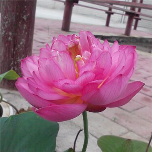 小红裙微型汝州老农花卉真碗莲迷你庭院阳台水生碗莲种藕成品小苗