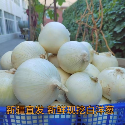 白洋葱牙子新鲜蔬菜蔬菜新鲜生吃