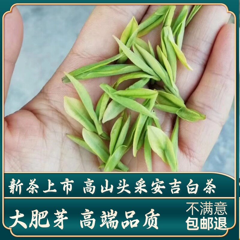御子恒安吉珍稀白茶开山头采图片