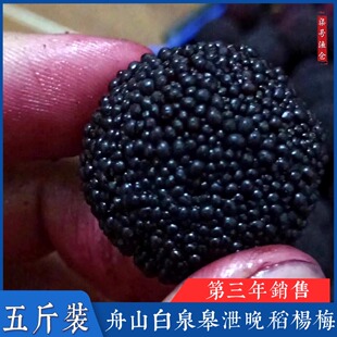 舟山白泉晚稻杨梅正宗皋泄杨梅毛竹山潮面安全健康时令水果