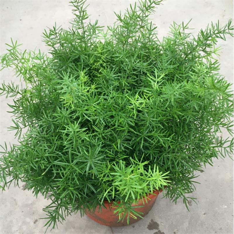 天门冬盆栽中草药苗武竹天冬草明天冬四季常青室内垂吊耐阴植物