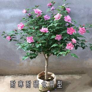重瓣木槿花盆栽可食用花卉木槿树苗庭院耐寒绿化苗木5wcob7dt4i
