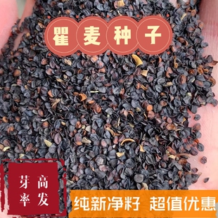 瞿麦籽 五彩石竹花籽  花卉 盆栽绿化