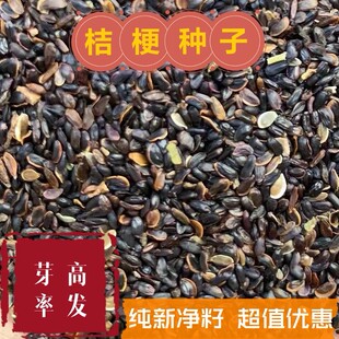 桔梗种子狗宝咸菜可食用纯新种子发芽率高四季种植