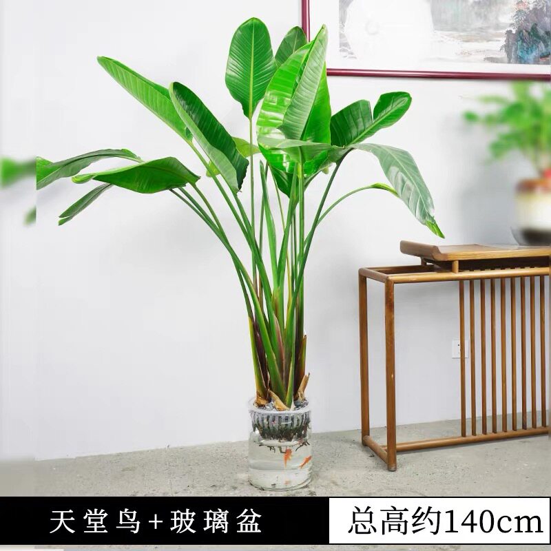 天堂鸟水培室内绿植小盆栽水养不带土好养活盆景办公落地放