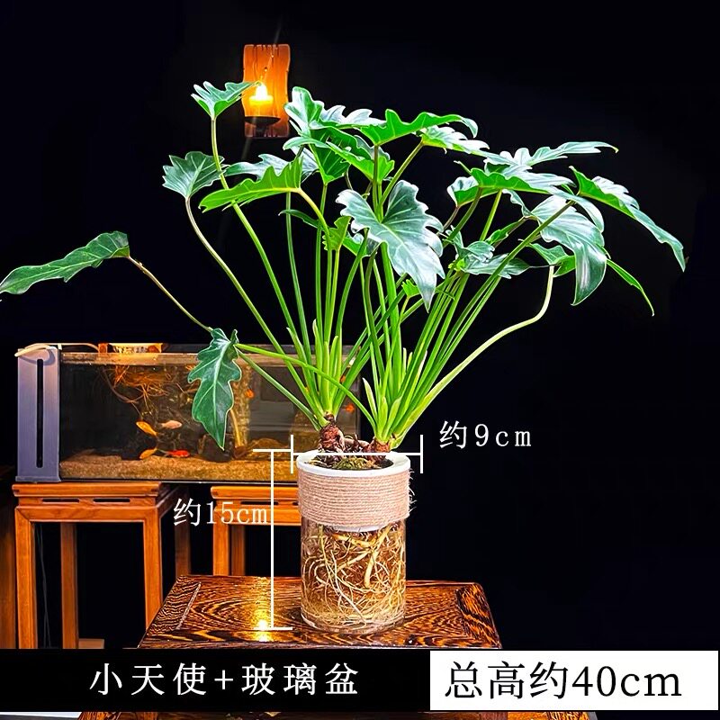 春羽小天使水培室内绿植观叶小盆水培绿植