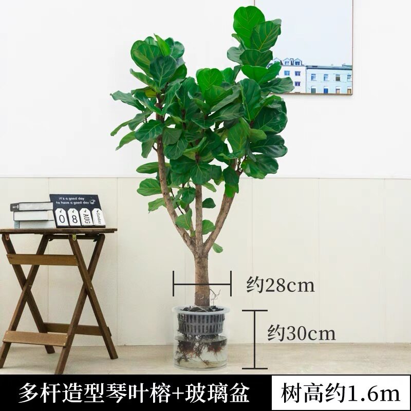 琴叶榕水培室内绿植小盆栽水养不带土好养活盆景办公落地放