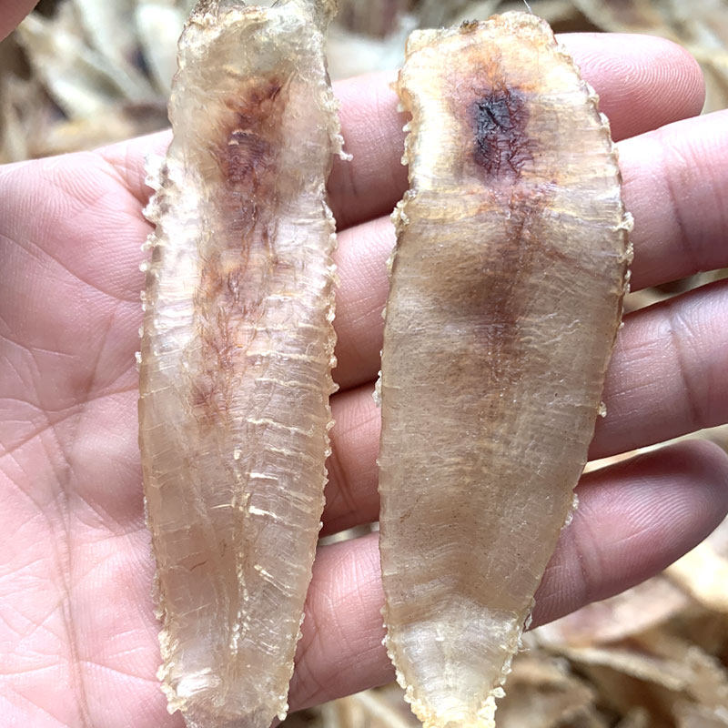 160头温州土鳘鱼胶花胶厚肉胖 胶赤嘴免鮸鱼胶 敏米鱼胶孕妇滋补
