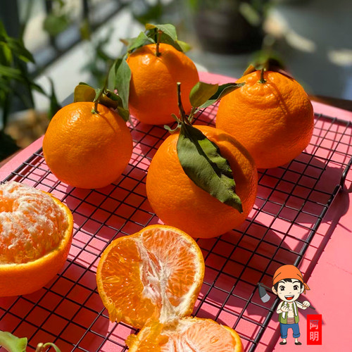 阿明四川眉山春见耙耙柑