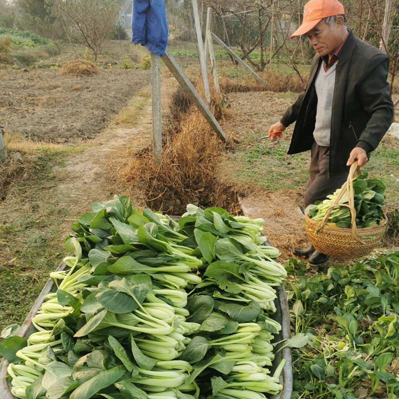 新鲜现挖小青菜周期1个月