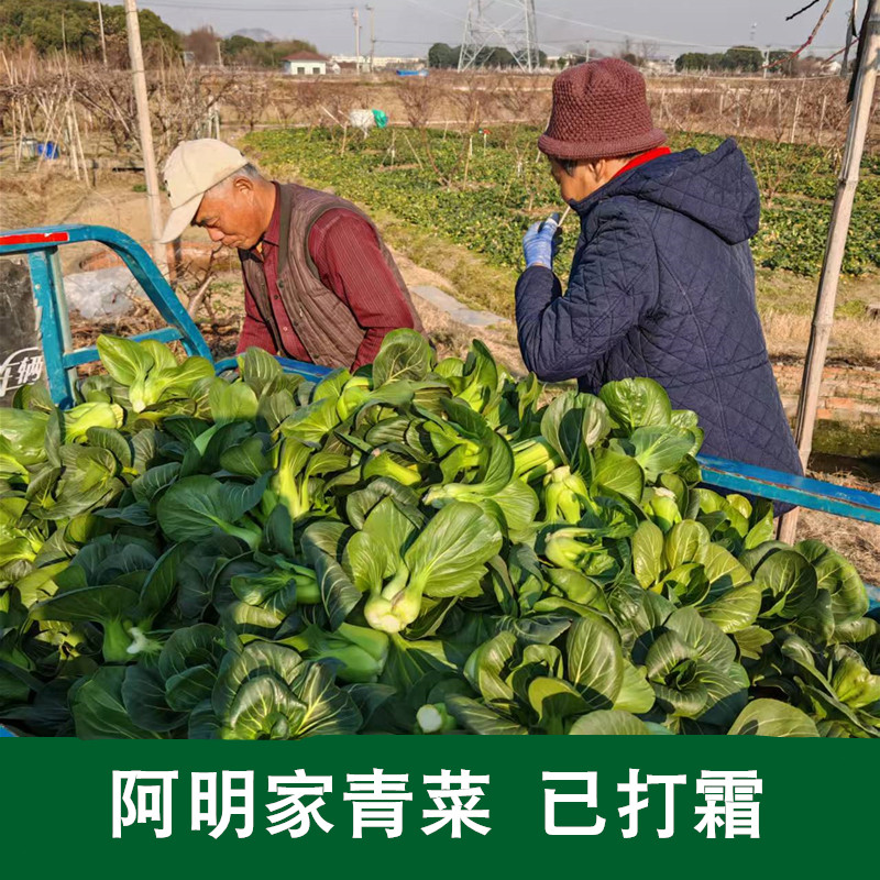 【阿明】新鲜现挖打霜青菜 手工除草 上霜露天苏州矮脚青自留地的,水产肉类/新鲜蔬果/熟食,叶菜类,淘宝优惠券,粉丝福利购,淘宝优惠卷