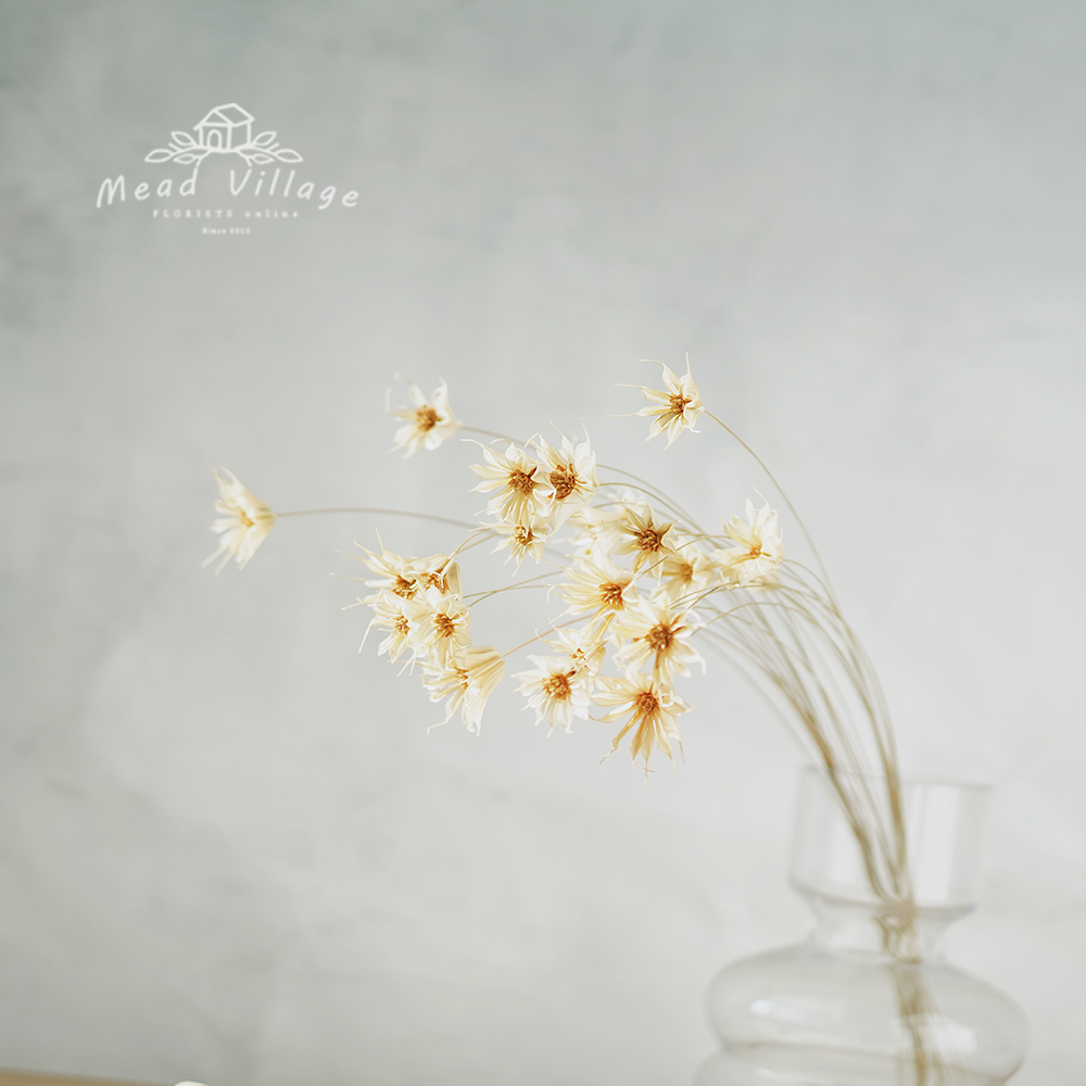 月光花干花diy天然植物文艺民宿自然风花材室内软装