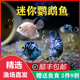 热带观赏鱼迷你鹦鹉鱼小型鱼苗冷水淡水好养耐活金鱼活体种鱼一对
