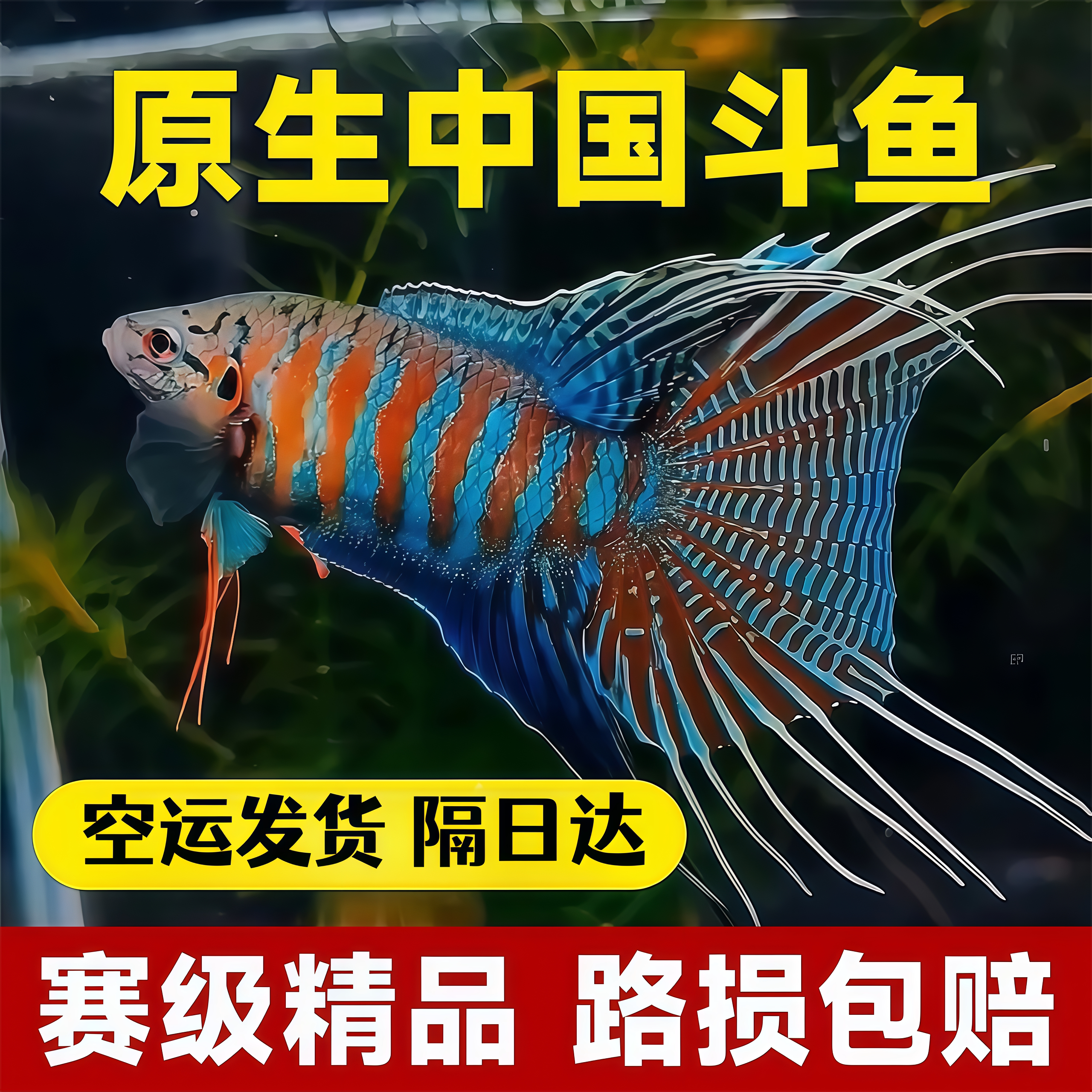 中国斗鱼吃蚊鱼活体鱼淡水观赏鱼好养耐活小型鱼苗一公一母可繁殖