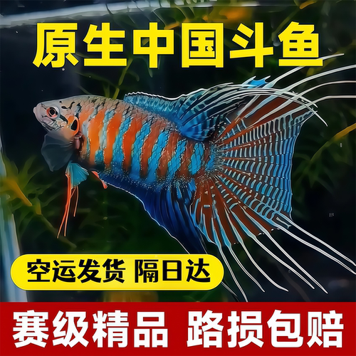 中国斗鱼活体活鱼冷水观赏鱼