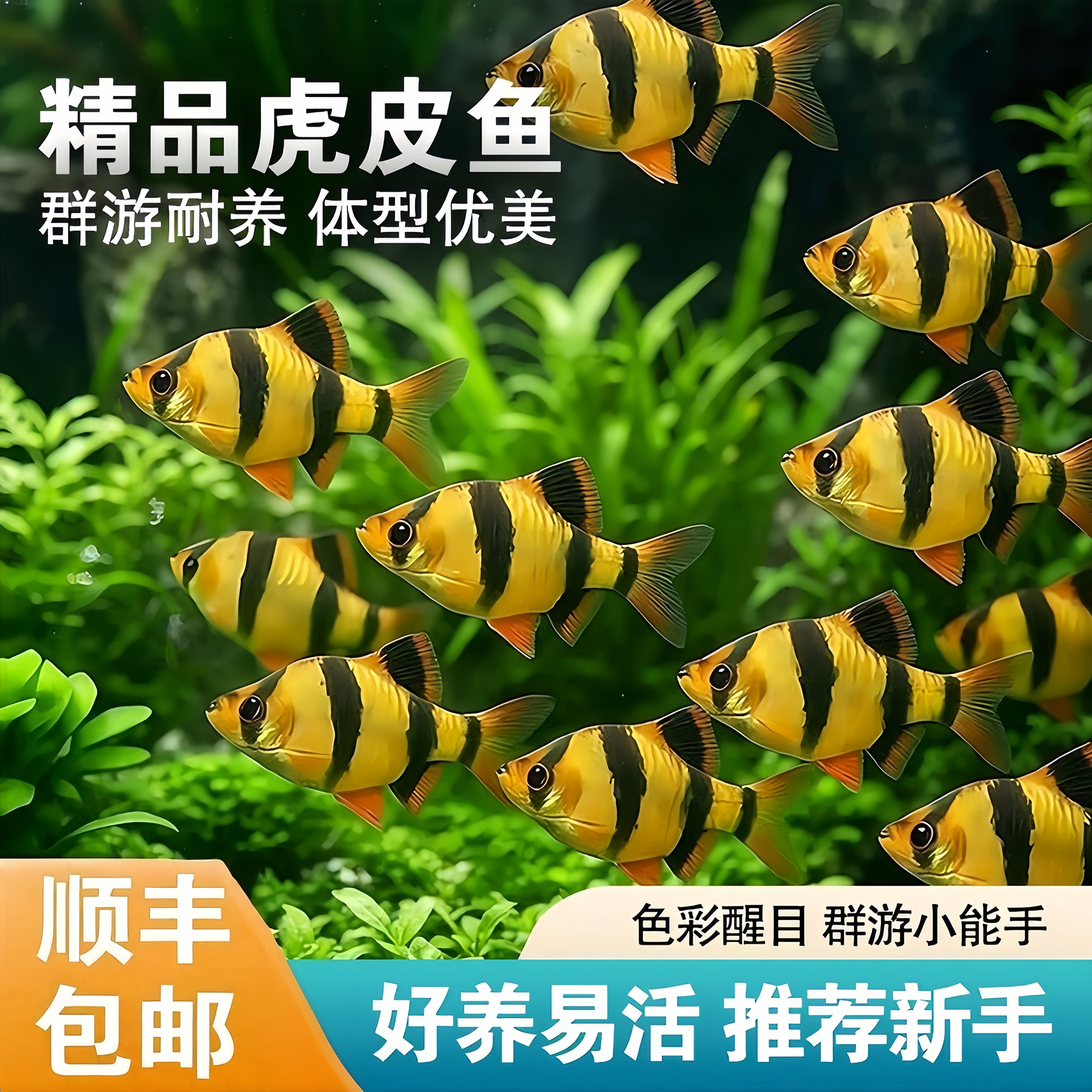 好养耐活四间虎皮鱼热带观赏鱼金鱼小型鱼苗活鱼冷水淡水鱼缸群游