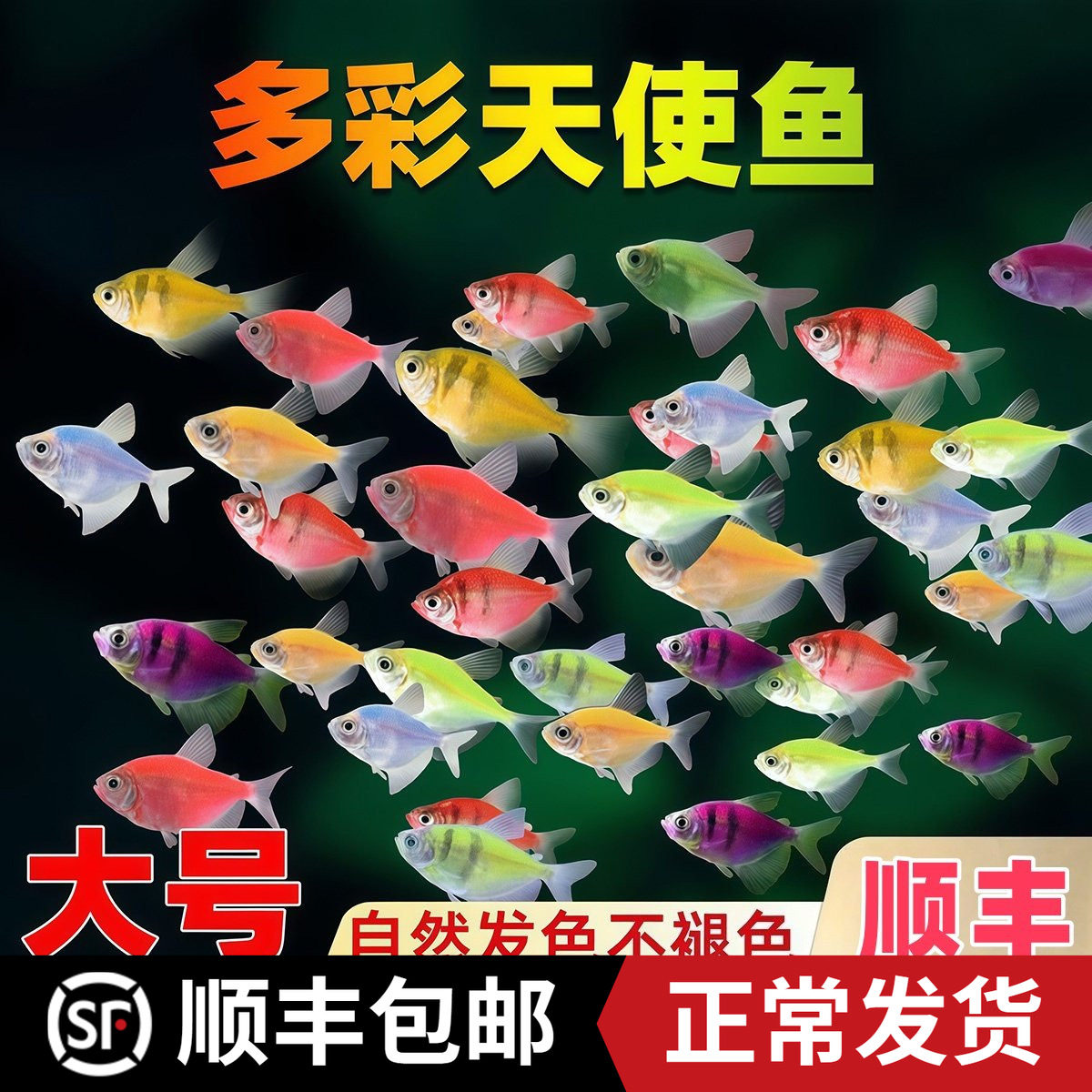 天使鱼热带鱼观赏鱼鱼缸小型群游淡水好养耐活自来水鱼苗金鱼活鱼