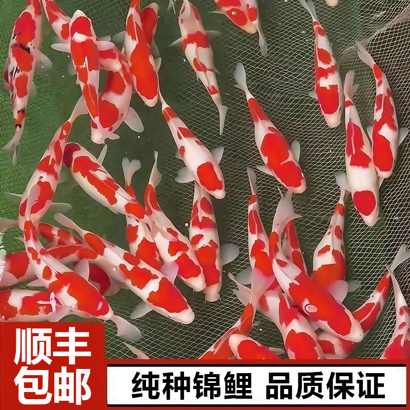 日本纯种红白锦鲤鱼活体鱼黄金观赏鱼冷水淡水金鱼好养耐活小鱼苗