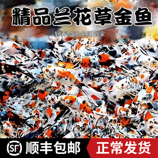 兰花草金鱼热带观赏鱼冷水好养耐活自来水淡水长尾巴活鱼鱼苗小型