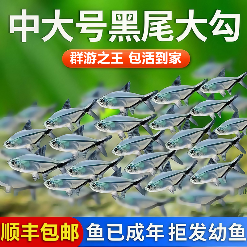 黑尾大勾鱼群游鱼草缸小型热带鱼