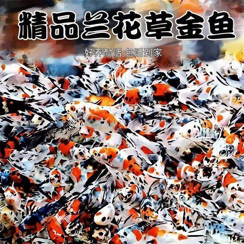 五彩兰花草金鱼热带观赏鱼活体冷水好养耐活自来水淡水长尾巴鱼苗