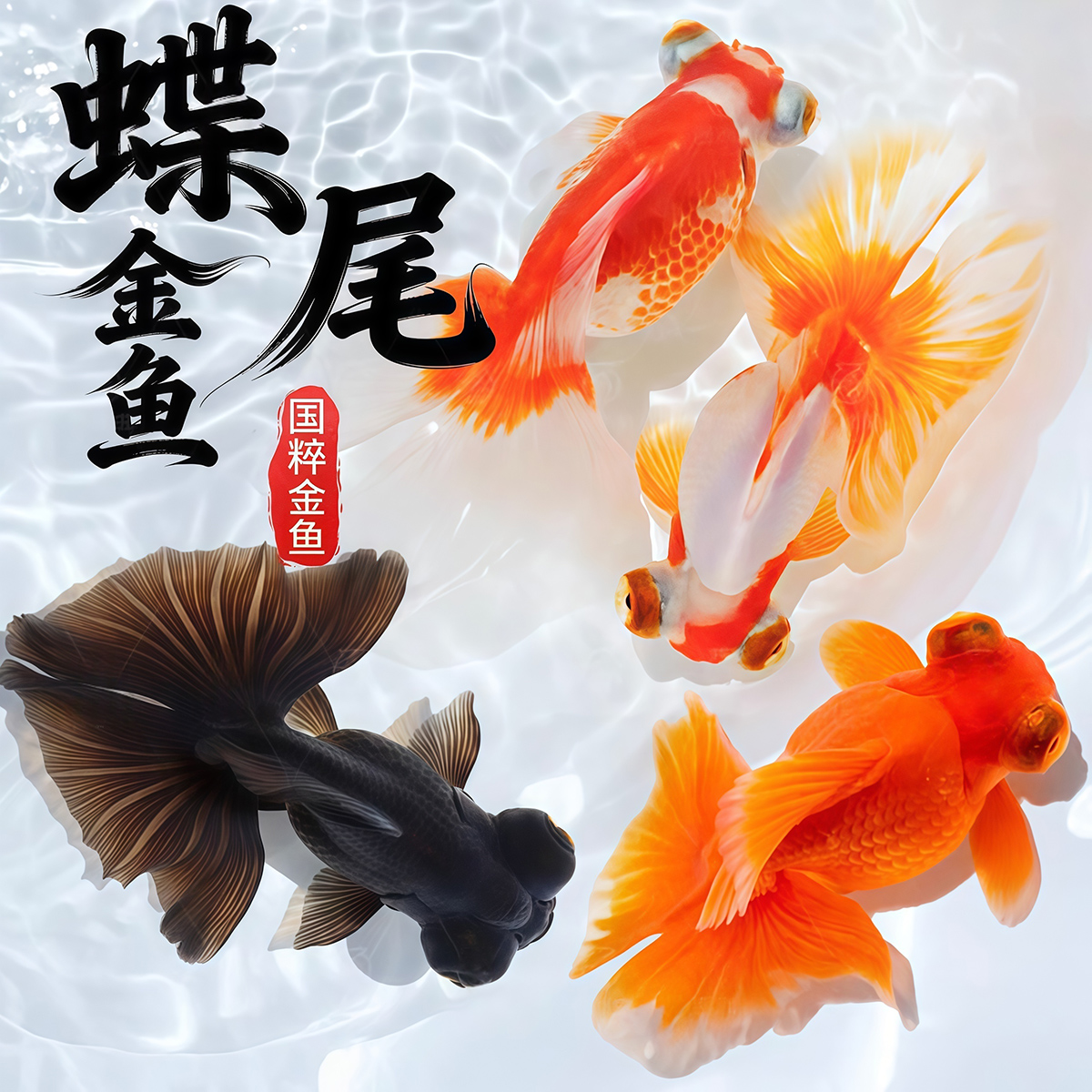 耐活蝶尾金鱼活鱼观赏鱼好养鱼苗