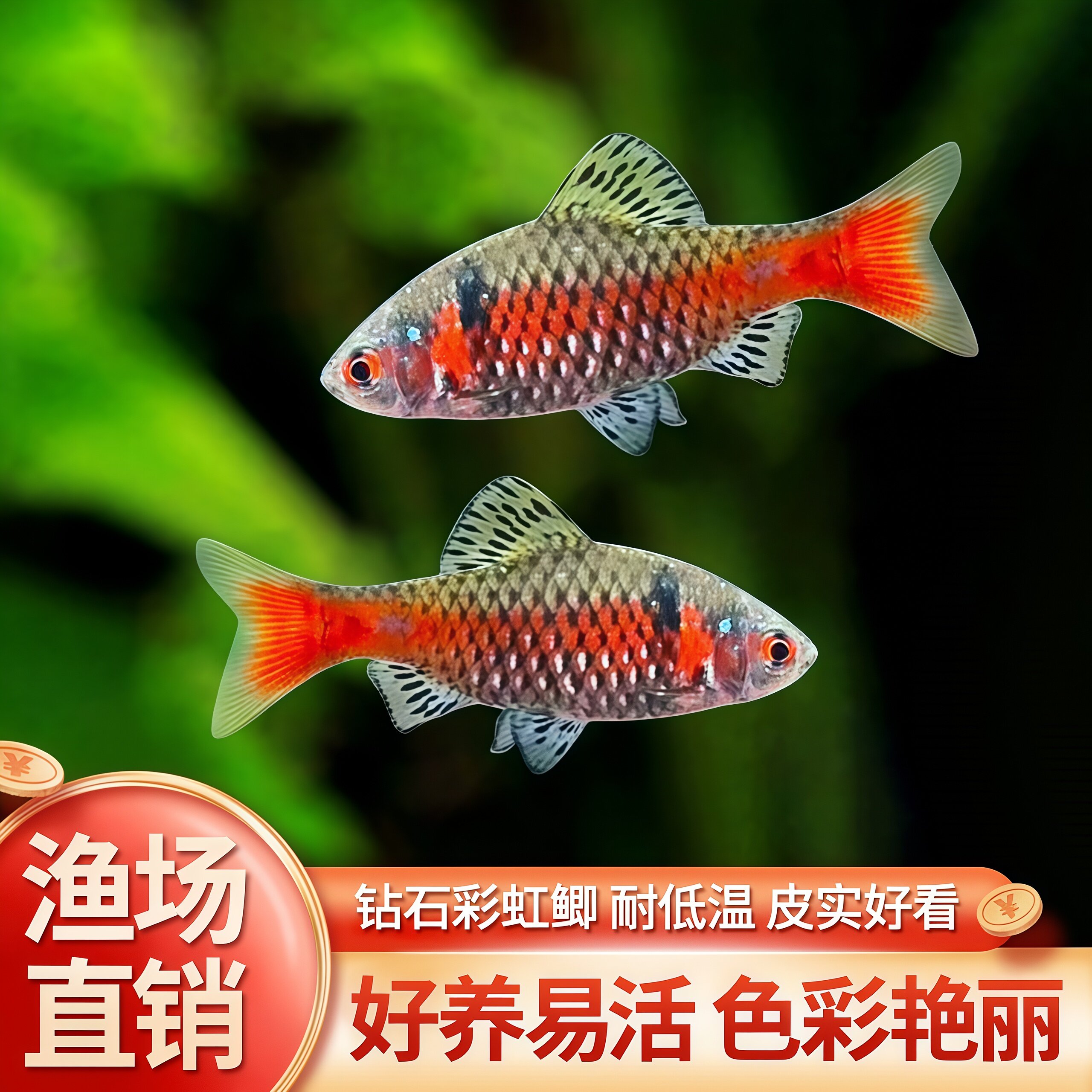钻石彩虹鲫进口鲤科小型活体群游观赏鱼冷水耐寒易养热带鱼原生鱼