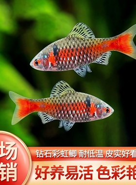 钻石彩虹鲫进口鲤科小型活体群游观赏鱼冷水耐寒易养热带鱼原生鱼