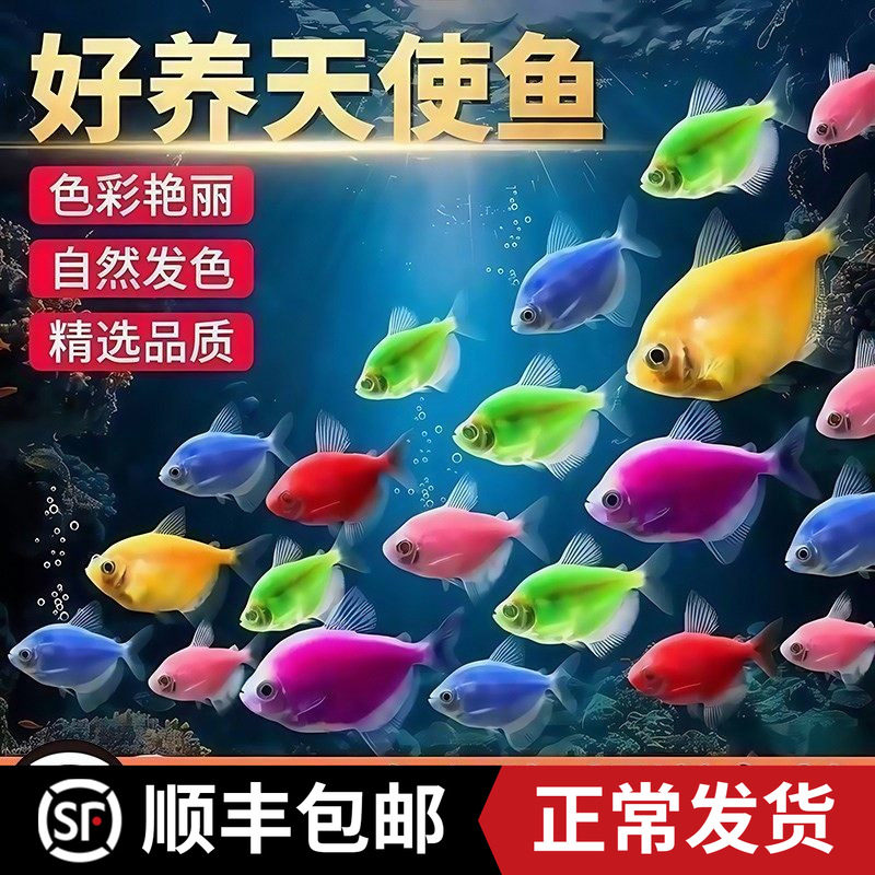 天使鱼热带鱼观赏鱼鱼缸群游小型鱼苗金鱼冷水淡水活体鱼好养耐活