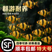 好养耐活四间虎皮鱼热带观赏鱼金鱼小型鱼苗活鱼冷水淡水鱼缸群游