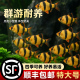 好养耐活四间虎皮鱼热带观赏鱼金鱼小型鱼苗活鱼冷水淡水鱼缸群游