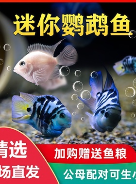 热带观赏鱼迷你鹦鹉鱼小型鱼苗冷水淡水好养耐活金鱼活体种鱼一对