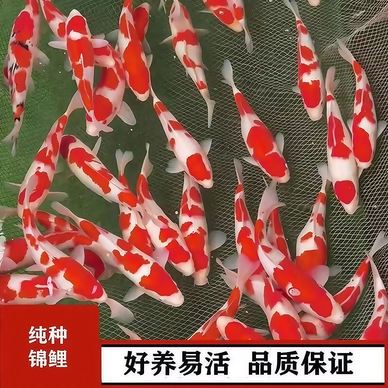 纯种红白大正三色锦鲤活鱼观赏鱼