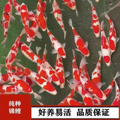 日本纯种红白锦鲤鱼活体鱼黄金观赏鱼冷水淡水小金鱼好养耐活鱼苗