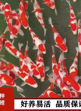 日本纯种红白锦鲤鱼活体鱼黄金观赏鱼冷水淡水小金鱼好养耐活鱼苗