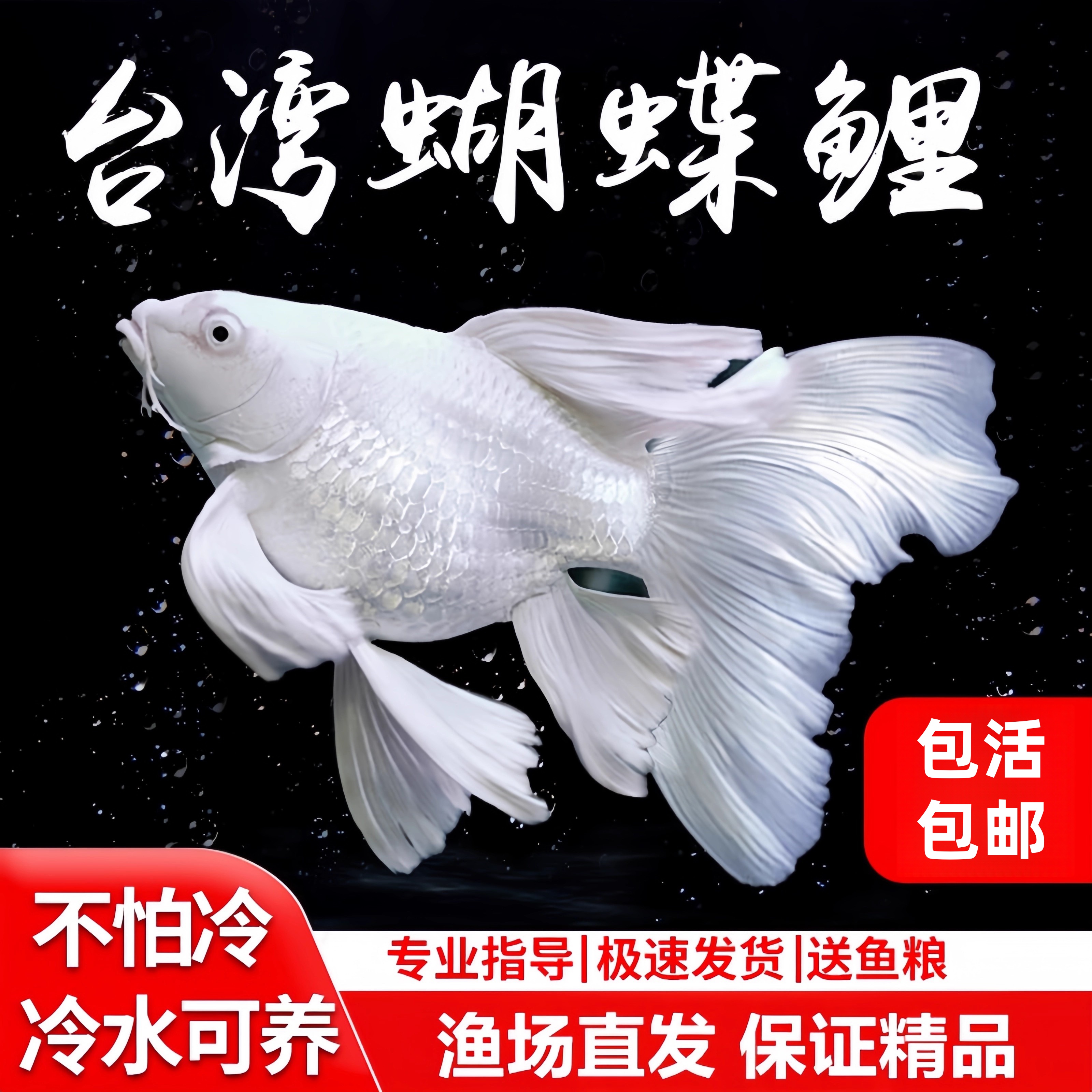 蝴蝶鲤短身球体观赏鱼冷水鱼长尾锦鲤招财鱼鱼苗金鱼活体好养耐活