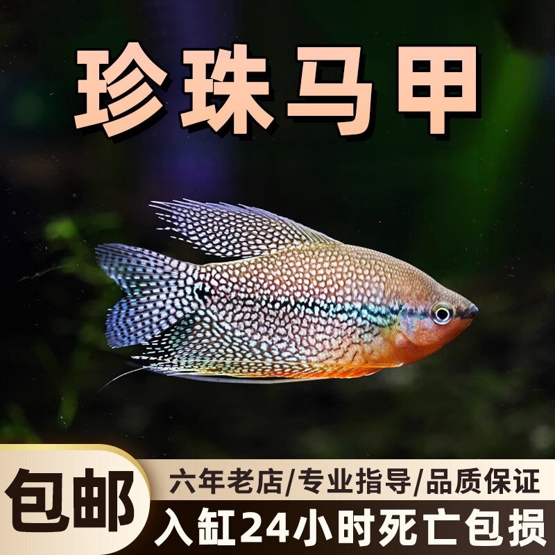 珍珠马甲鱼活体观赏鱼小型热带图片