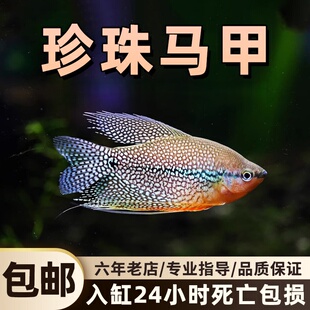 珍珠马甲鱼黄金马甲球热带淡水观赏鱼五彩血丽丽蓝曼龙小型鱼活体