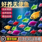 天使鱼热带鱼观赏鱼鱼缸群游小型鱼苗金鱼冷水淡水活体鱼好养耐活