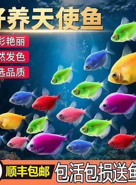天使鱼热带鱼观赏鱼鱼缸群游小型鱼苗金鱼冷水淡水活体鱼好养耐活