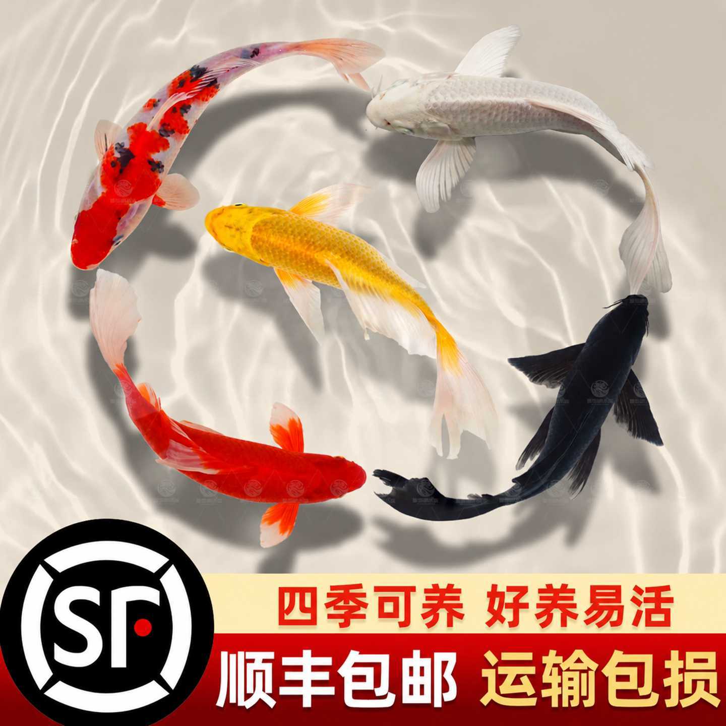 锦鲤观赏鱼活体鱼大型冷水纯种红白草金鱼活鱼淡水好养耐活小鱼苗
