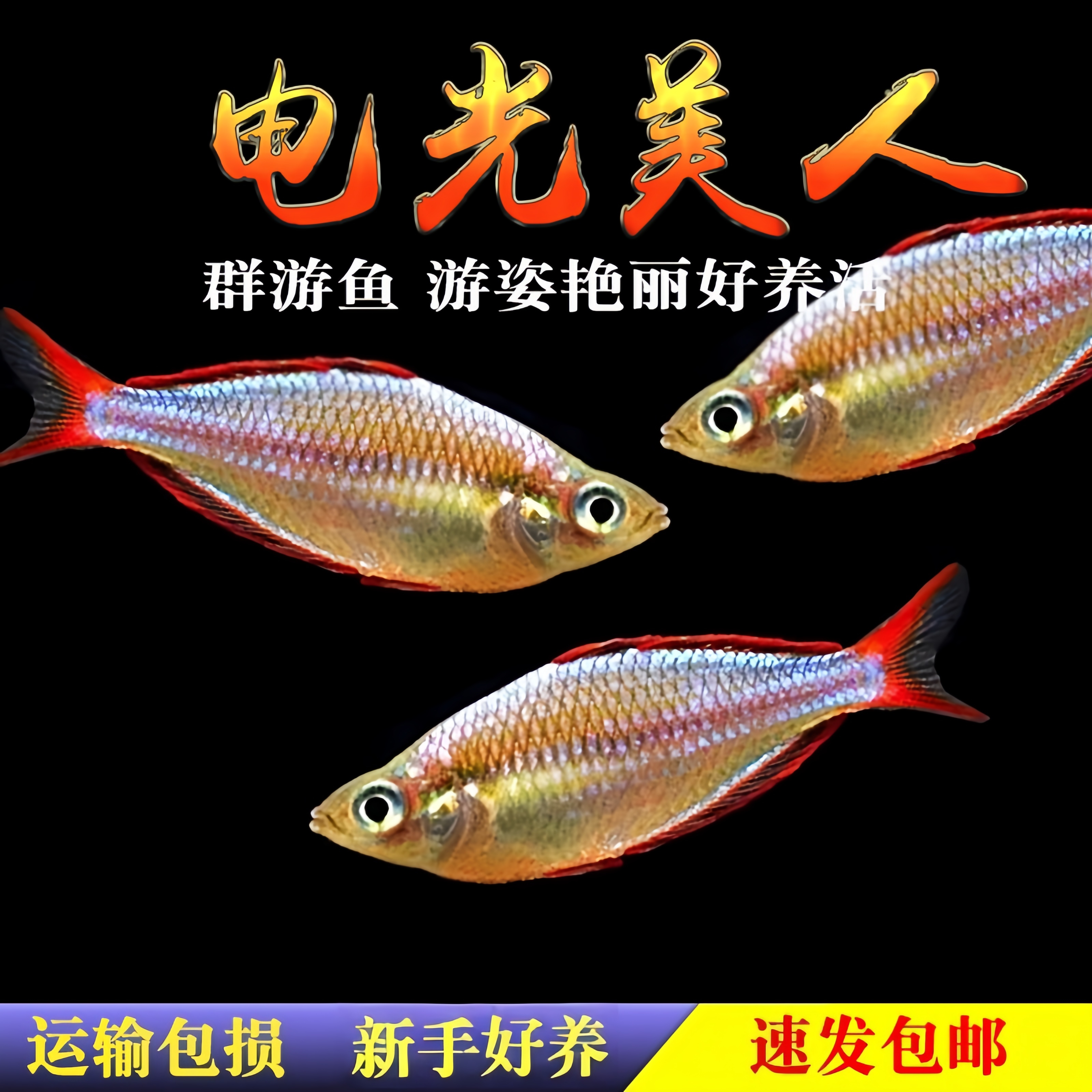 电光美人刚果美人鱼石美人鱼斑马红绿灯活体鱼苗群游鱼活体观赏鱼