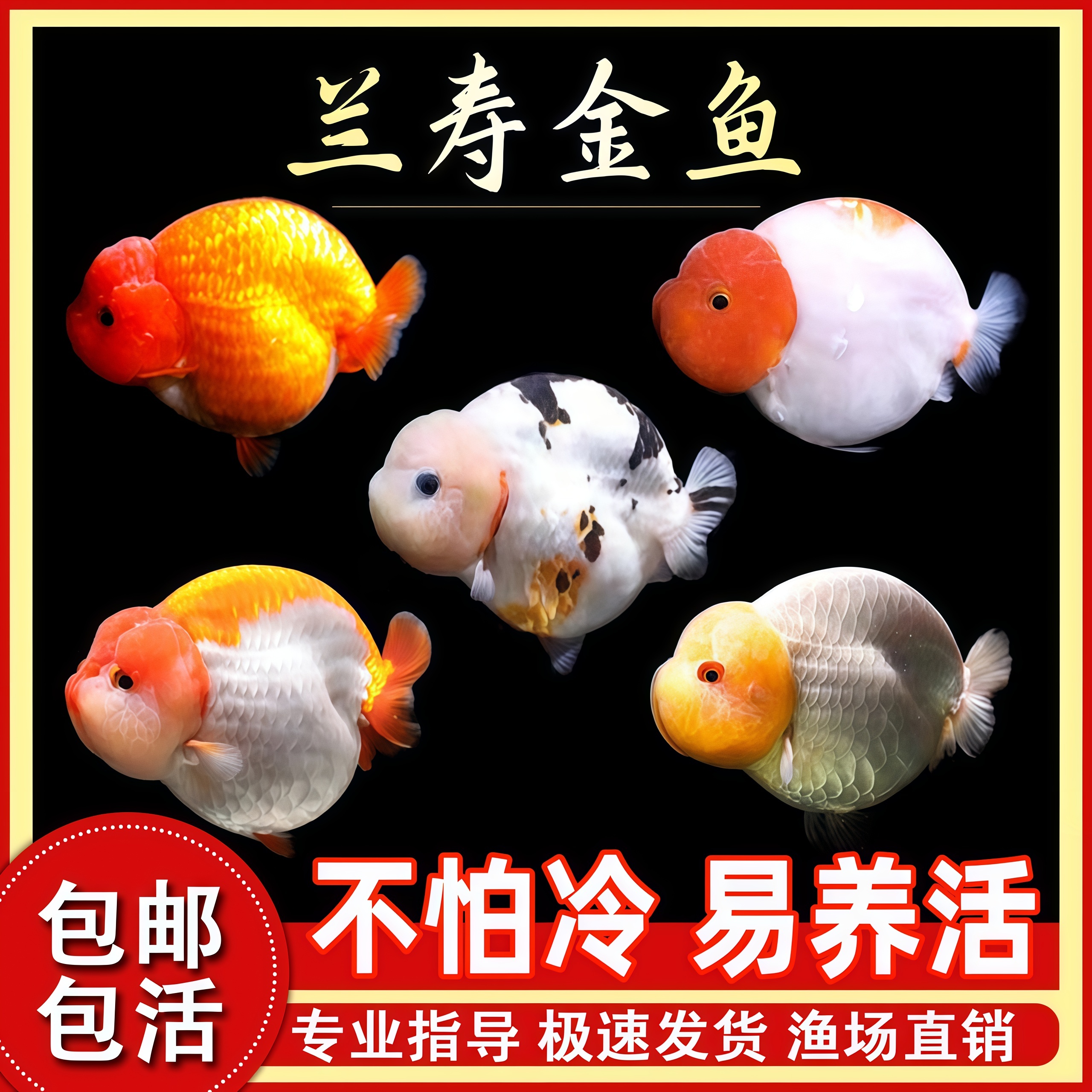 大型兰寿金鱼观赏鱼苗耐活冷水热带活体宠物小型淡水好养锦鲤草金