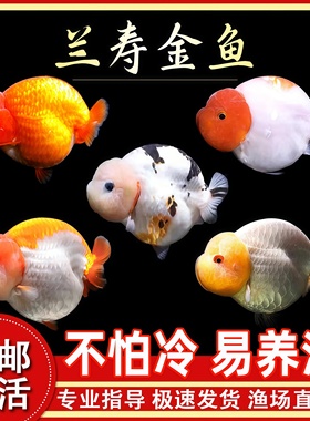 大型兰寿金鱼观赏鱼苗耐活冷水热带活体宠物小型淡水好养锦鲤草金